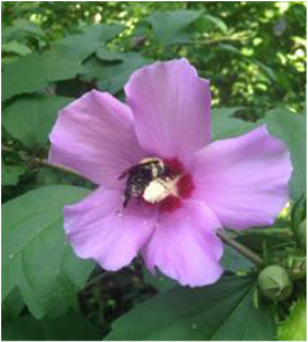 Hibiscus with bee